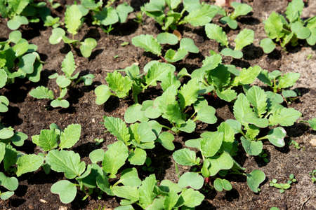 Spring shoots of seedlings. Young radishesの写真素材