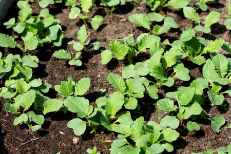 Spring shoots of seedlings. Young radishesの写真素材