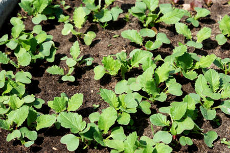 Spring shoots of seedlings. Young radishesの写真素材