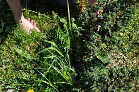 Works in the garden. Weeding weeds. Dandelionsの写真素材