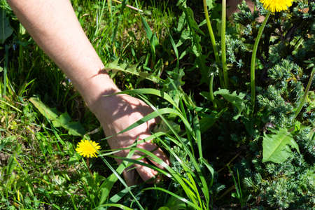 Works in the garden. Weeding weeds. Dandelionsの写真素材