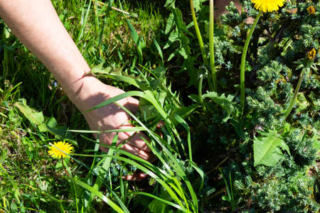 Works in the garden. Weeding weeds. Dandelionsの写真素材