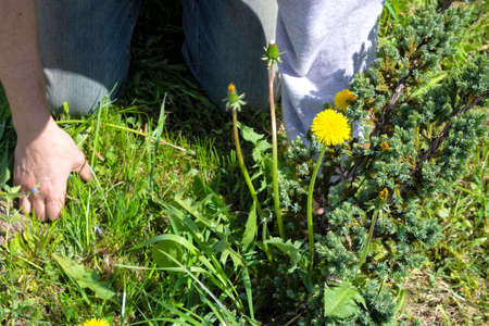 Works in the garden. Weeding weeds. Dandelionsの写真素材