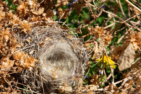 An empty bird's nest in a thicket of hops. Abandoned and emptyの写真素材