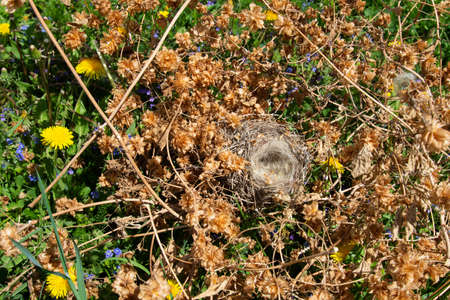 An empty bird's nest in a thicket of hops. Abandoned and emptyの写真素材