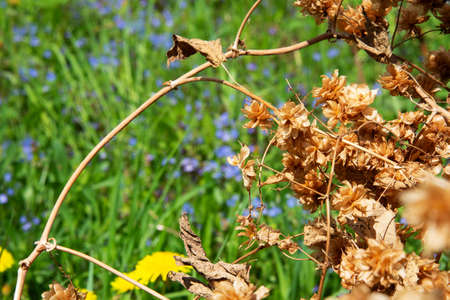 A thicket of hops. Flowering meadowsの写真素材