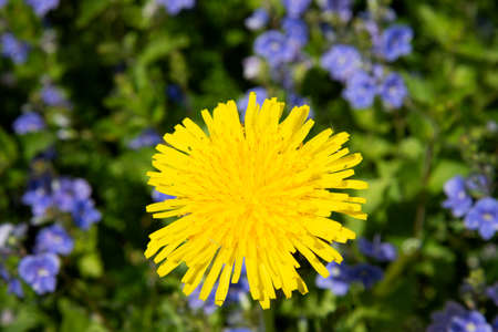 Dandelion on a blooming glade. Spring and flowering meadowsの写真素材