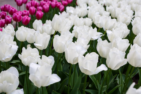 Panoramic photo of beautiful bright white tulips on a large flower bed in the city garden close-up. Multicolored flower panorama.の写真素材