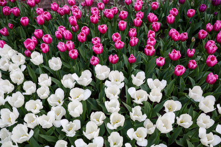 Photo of beautiful bright pink tulips on a large flower bed in a city garden close-up. Multicolored flower panorama.の写真素材