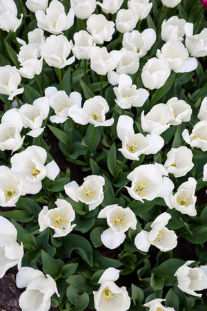 Panoramic photo of beautiful bright white tulips on a large flower bed in the city garden close-up. Multicolored flower panorama.の写真素材