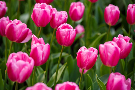 Many beautiful tulips of bright pink color are planted in a large flowerbed with green leaves. Pink tulips on a sunny dayの写真素材