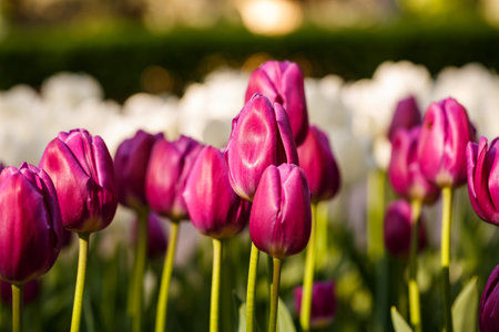 Many beautiful tulips of bright pink color are planted in a large flowerbed with green leaves. Pink tulips on a sunny dayの写真素材