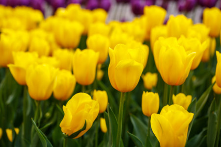 The photo was taken in the city park tulip alley. In the photo, yellow tulips are bloomingの写真素材
