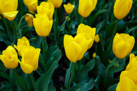 The photo was taken in the city park tulip alley. In the photo, yellow tulips are bloomingの写真素材
