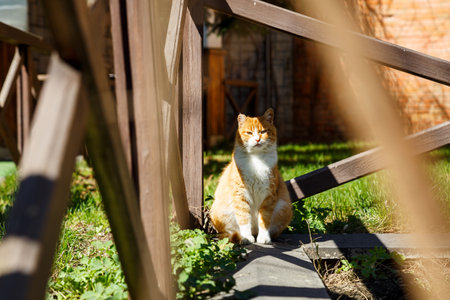 Red cat is sitting on the street near a wooden fence. Summer sun cat bask in the streetの写真素材