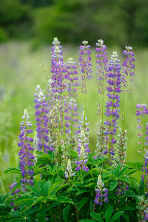 Bright beautiful decorative purple lupine flowers in a green gardenの写真素材