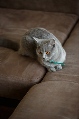 A beautiful large gray Scottish Fold cat lies on a brown sofa. Pets of elite breed. Selective focusの写真素材