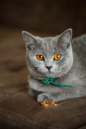 Fluffy gray cat sits near gold wedding ringsの写真素材