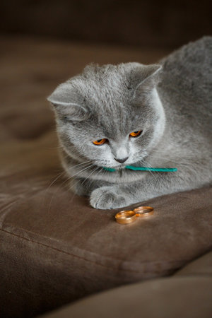 Fluffy gray cat sits near gold wedding ringsの写真素材