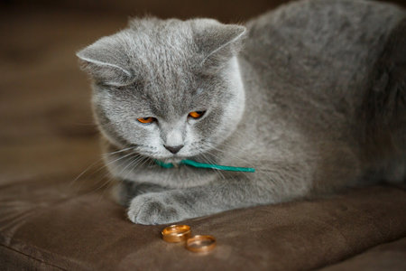 Fluffy gray cat sits near gold wedding ringsの写真素材