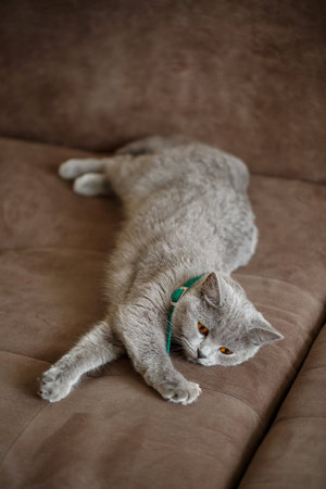 A beautiful large gray Scottish Fold cat lies on a brown sofa. Pets of elite breed. Selective focusの写真素材