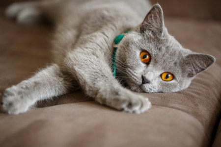 A beautiful large gray Scottish Fold cat lies on a brown sofa. Pets of elite breedの写真素材