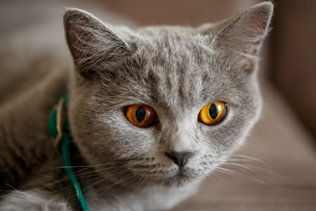 A beautiful large gray Scottish Fold cat lies on a brown sofa. Pets of elite breedの写真素材