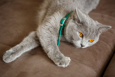 A beautiful large gray Scottish Fold cat lies on a brown sofa. Pets of elite breedの写真素材