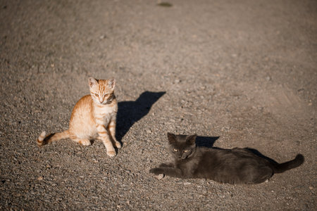 Two cats black and red playing with each other in the sunの写真素材