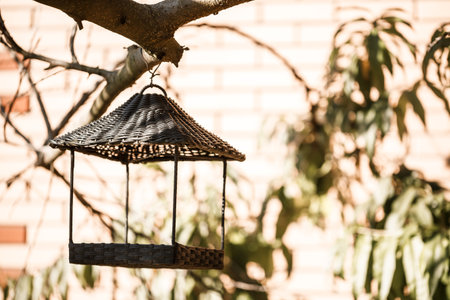 Bird feeder hanging on a tree branch with green leavesの写真素材