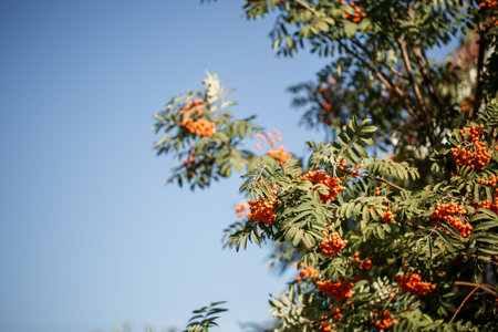 Ornamental tree with orange rowan berries in the garden in the sunの写真素材