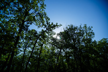 Beautiful nature on a bright sunny dayの写真素材