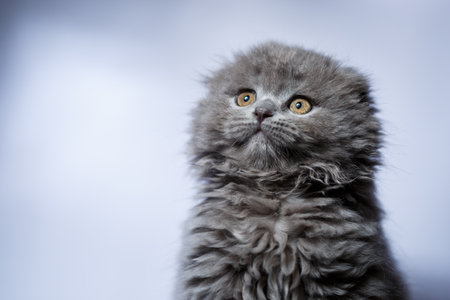 little british fold kitten with gray hair on white backgroundの写真素材