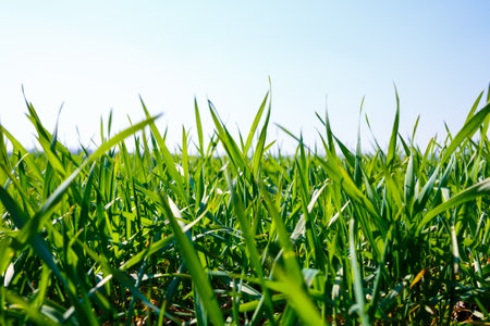 A green field on which grass grows. Agricultural landscape in the summerの写真素材