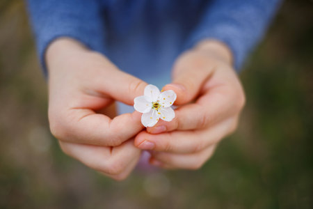 girl holds a branch of blossoming apricots in her hands. Close up of beautiful female hands holding a branch of blossoming fruit tree. delicate spring background. female hands on blurry backgroundの写真素材