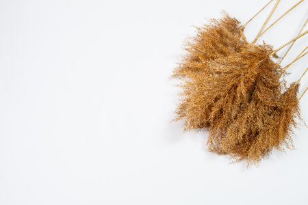Branches of dry grass of brown color on a white background. Place for an inscription. Dry clumps decorの写真素材