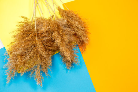 Branches of dry grass of brown color on a colored background. Place for an inscription. Dry clumps decorの写真素材