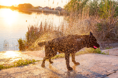 beautiful black labrador dog playing in a pond or lake in summer, a wet dog runs and splashes water with woolの写真素材