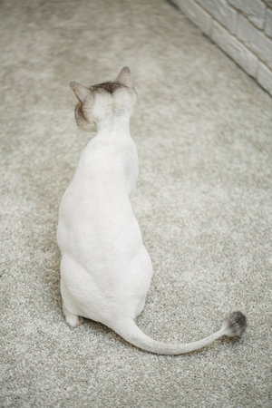 Beautiful gray scottish fold cat. Haircut cat with shaved hair on the body, pet haircut. Selective focusの写真素材