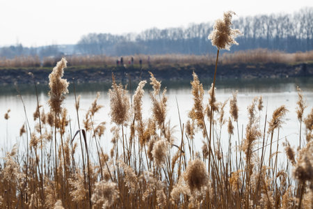 Brown dry reeds on the background of the lake. The beginning of springの写真素材