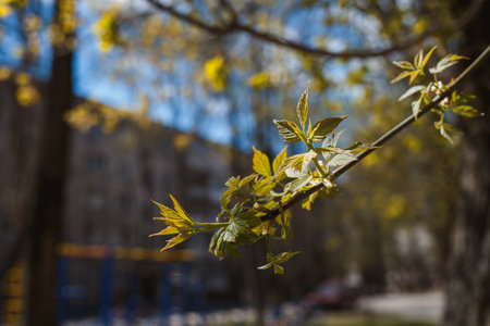 Branches sakura with blossoms on tree in streets in the city. Tree with flowers in spring in white...