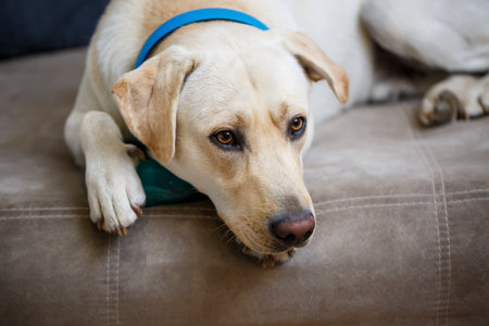 portrait of a large dog of breed Labrador of light coat of color, lies on a sofa in the apartment, petsの写真素材