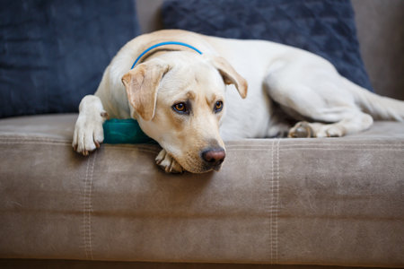 portrait of a large dog of breed Labrador of light coat of color, lies on a sofa in the apartment,...