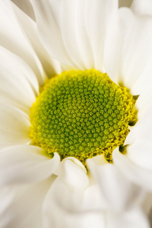 Live beautiful flowers close-up. Flowers with large petalsの写真素材