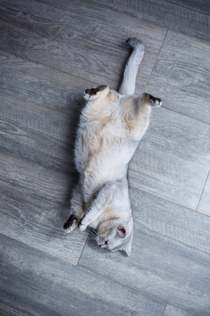 A big gray fluffy cat lies on the floor. The concept of pets