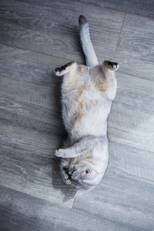 A big gray fluffy cat lies on the floor. The concept of petsの写真素材