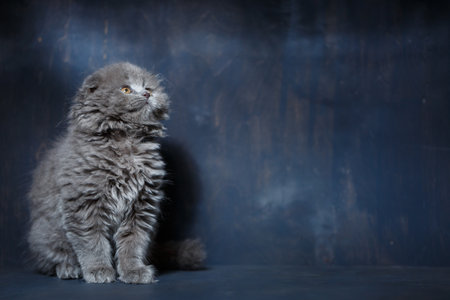 Gray little cat of breed Scottish fold plays on a gray backgroundの写真素材