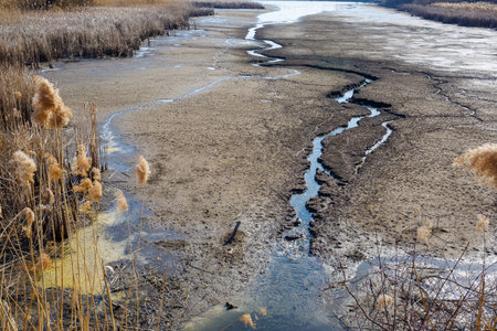 Dry reeds on a dried lake