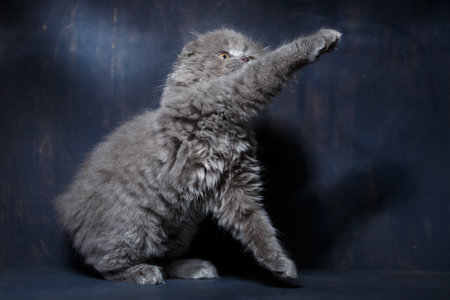Gray little cat of breed Scottish fold plays on a gray backgroundの写真素材