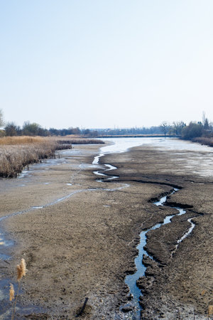 Dry reeds on a dried lakeの写真素材